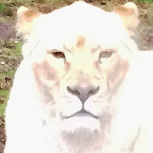 Denise Dreher Photo 9