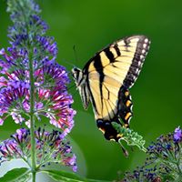 Michele Steadman Photo 6