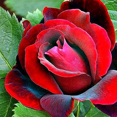 Agnes Antony Photo 5