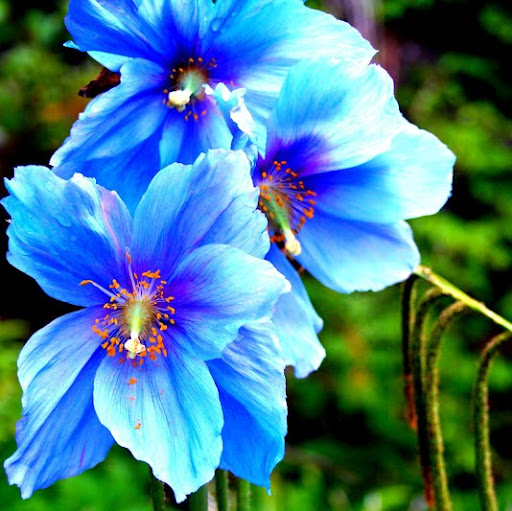 Jeannie Armstrong Photo 31