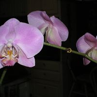 Patricia Scherer Photo 13