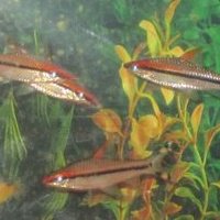 Daniel Dinh Photo 17