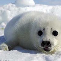 Sandy Seals Photo 6