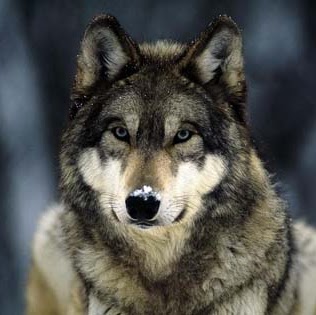 Daniel Langley Photo 11