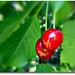 Cherrie Green Photo 5