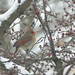 April Snow Photo 26