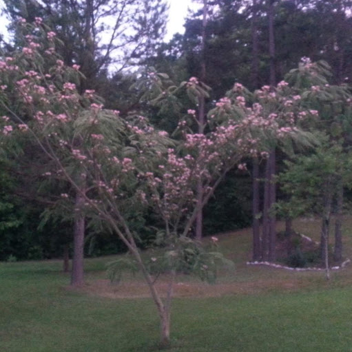 Brenda Parsons Photo 7
