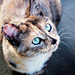 George Echols Photo 9