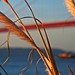 Geoffrey Reed Photo 10