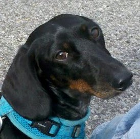 Rachel Wolff Photo 5