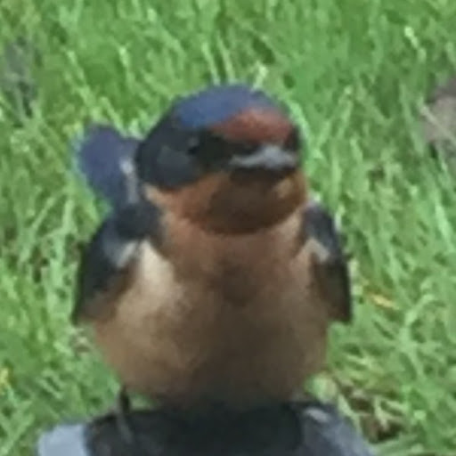 Henry Hauser Photo 16