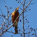 Robin Greenfield Photo 32