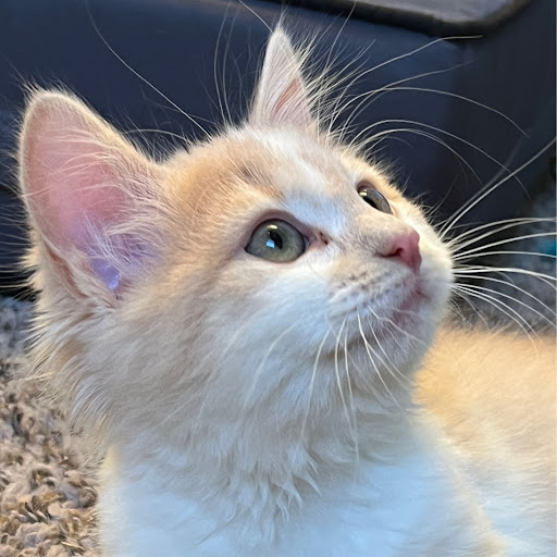 Stephanie Barrett Photo 5