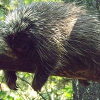 Tammy Howe Photo 16 Tammy Howe Photo 16