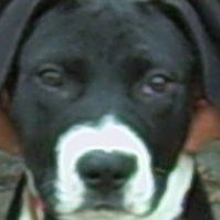 Crystal Pacheco Photo 16