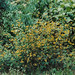 Susan Ho Photo 10
