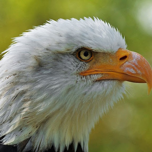 Joshua Forrest Photo 25