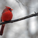 Linda Maples Photo 22