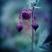 Elizabeth Buckley Photo 23