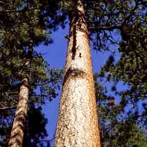 Rick Fernandez Photo 44