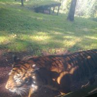 Tracy Carrington Photo 21