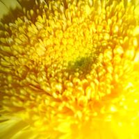 Annette Rushing Photo 14