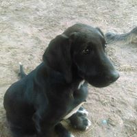 Donna Lieberman Photo 14