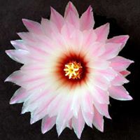 Tracy Burks Photo 26