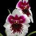 Patricia Gates Photo 12