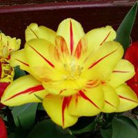 Kathi Reynolds Photo 4