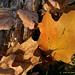 Cindy Blais Photo 20