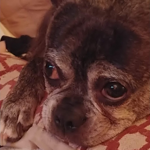 Sarah Laurent Photo 29