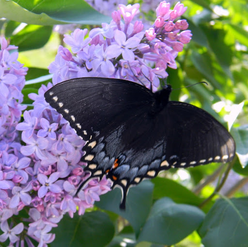 Mona Miller Photo 28