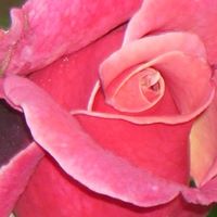 Michelle Shanks Photo 17