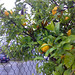 Joshua Lemon Photo 33