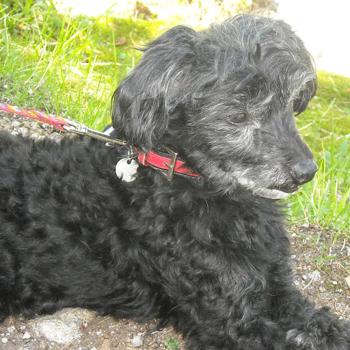 Michele Langlois Photo 1