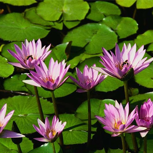 Frank Lambert Photo 36