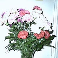 Irene Henderson Photo 15