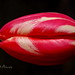 Cynthia Love Photo 24