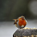 Robin Doering Photo 16