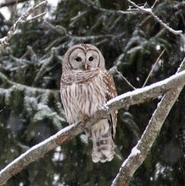 Robin Hurst Photo 35