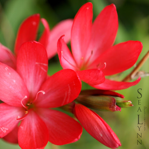 Cheryl Stevenson Photo 34