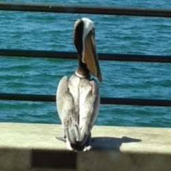 Annette Fisher Photo 10