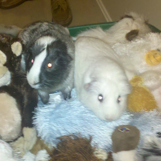 Teresa Brown Photo 13