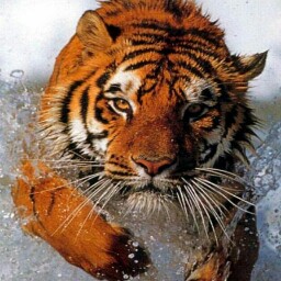 Arthur Boyd Photo 15
