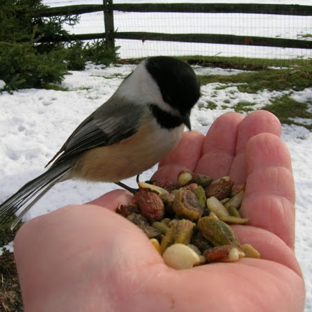 Sharon Beck Photo 28