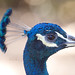 Susan Peacock Photo 13