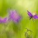 Javier Millan Photo 11
