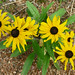Susan Pike Photo 33