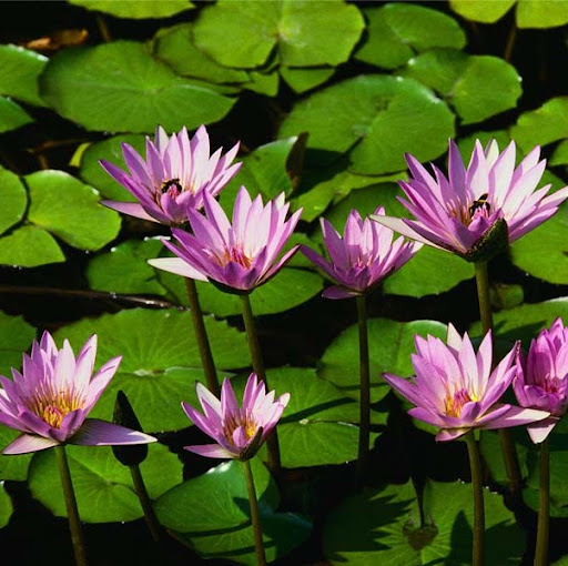Trang Thai Photo 10